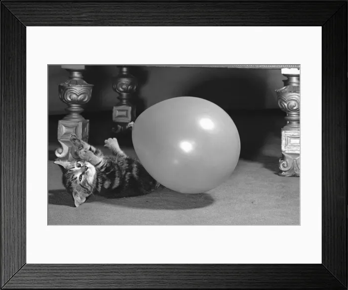 Framed Print : Kitten seen here playing with a balloon. Circa 1st January 1958
