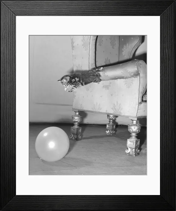 Framed Print : Kitten jumps from the arm of a armchair on to a balloon. Circa 1st January 1958 Framed Print : Kitten jumps from the arm of a armchair on to a balloon. Circa 1st January 1958