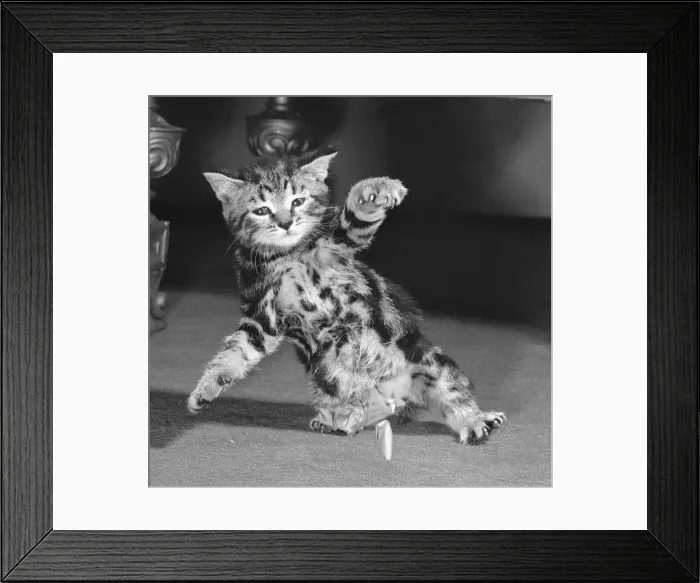 Framed Print : A surprised kitten seen here moments after a balloon it had been playing with burst Framed Print : A surprised kitten seen here moments after a balloon it had been playing with burst