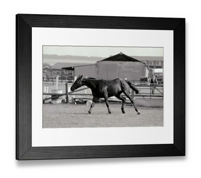 Framed Print : Racehorse Sea Pigeon at Malton stables. 21st July 1983 Framed Print : Racehorse Sea Pigeon at Malton stables. 21st July 1983