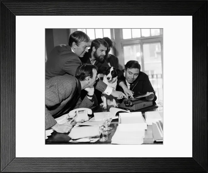 Framed Print : Pickles-the black and white mongrel dog that sniffed-out the location of the World Cup is Framed Print : Pickles-the black and white mongrel dog that sniffed-out the location of the World Cup is