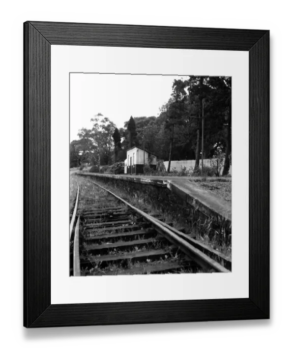 Framed Print : Overgrown tracks, but the shrubs and flowers on the platform at Chollerton Station are in