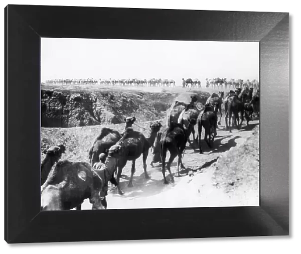 The camels of the Imperial Camel Corps part of the Egyptian Expeditionary Force (EEF