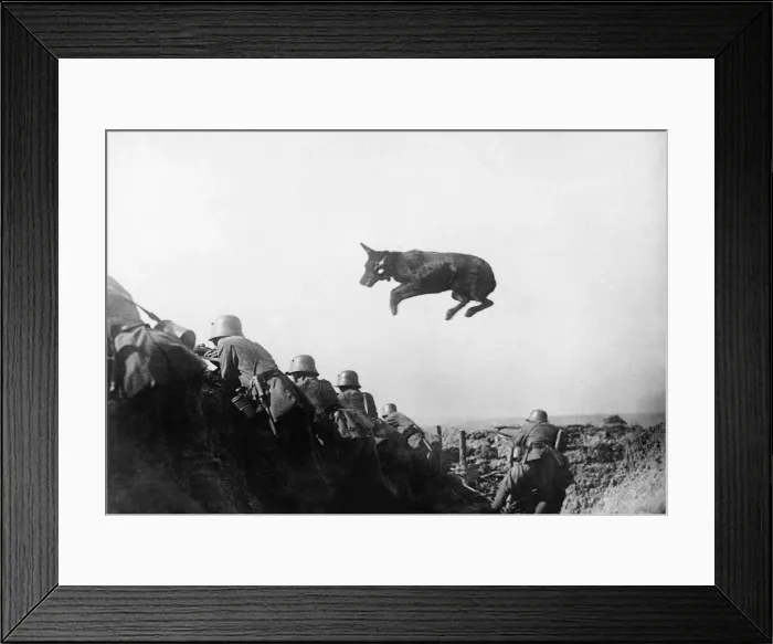 Framed Print : German dispatch dog seen here taking messages to the front line during the German advance Framed Print : German dispatch dog seen here taking messages to the front line during the German advance