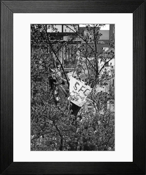 Framed Print : Southampton 1-0 Manchester United. Open Top Parade in Southampton after FA Cup Framed Print : Southampton 1-0 Manchester United. Open Top Parade in Southampton after FA Cup