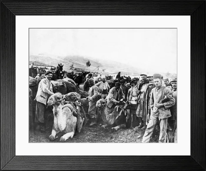 Framed Print : The ships of the desert on the Monastir front. The Allies are now using camels with Framed Print : The ships of the desert on the Monastir front. The Allies are now using camels with