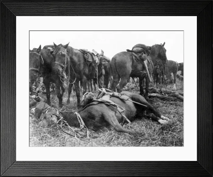 Framed Print : 6th Dragoon Guards horse making a pillow of a troopers legs Framed Print : 6th Dragoon Guards horse making a pillow of a troopers legs