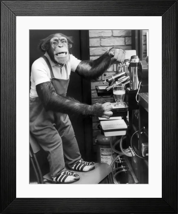 Framed Print : Just an apes jape... Judy, one of the Twycross Zoos chimpanzees Framed Print : Just an apes jape... Judy, one of the Twycross Zoos chimpanzees