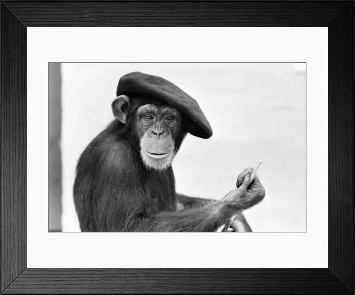 Framed Print : Chimpanzee seen here in London Zoo posing with his latest creation 17th May 1955 Framed Print : Chimpanzee seen here in London Zoo posing with his latest creation 17th May 1955