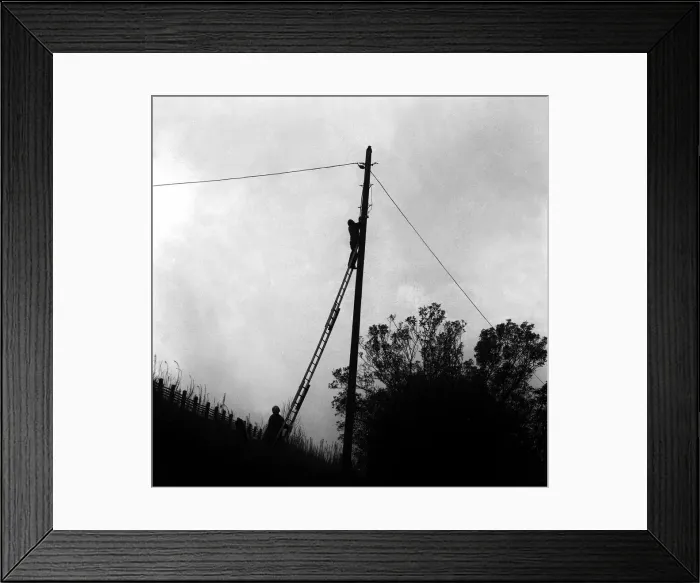 Framed Print : Lib - A cat climbed to the top of the pole on a railway embankment on Shields Road in