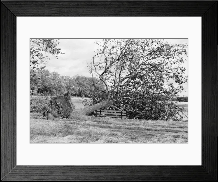 Framed Print : The 1987 Great Storm occurred on the night of 15 ? 16th October 1987 Framed Print : The 1987 Great Storm occurred on the night of 15 ? 16th October 1987