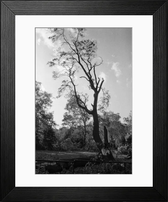 Framed Print : The 1987 Great Storm occurred on the night of 15 ? 16th October 1987 Framed Print : The 1987 Great Storm occurred on the night of 15 ? 16th October 1987