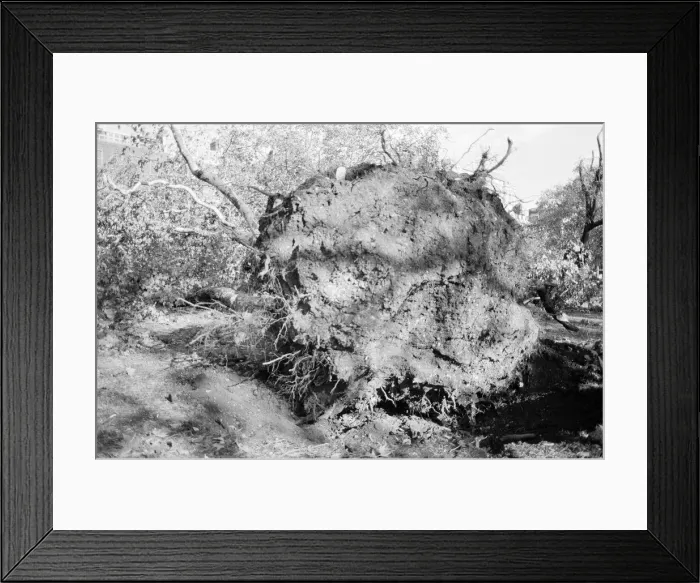 Framed Print : The 1987 Great Storm occurred on the night of 15 ? 16th October 1987 Framed Print : The 1987 Great Storm occurred on the night of 15 ? 16th October 1987