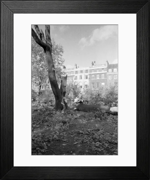 Framed Print : The 1987 Great Storm occurred on the night of 15 ? 16th October 1987 Framed Print : The 1987 Great Storm occurred on the night of 15 ? 16th October 1987