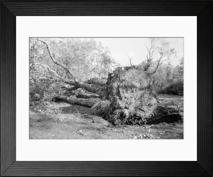 Framed Print : The 1987 Great Storm occurred on the night of 15 ? 16th October 1987 Framed Print : The 1987 Great Storm occurred on the night of 15 ? 16th October 1987