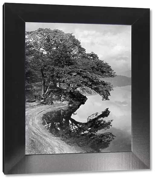 Tree reflected in the still waters of Loch Lomond near Luss. 31st October 1953