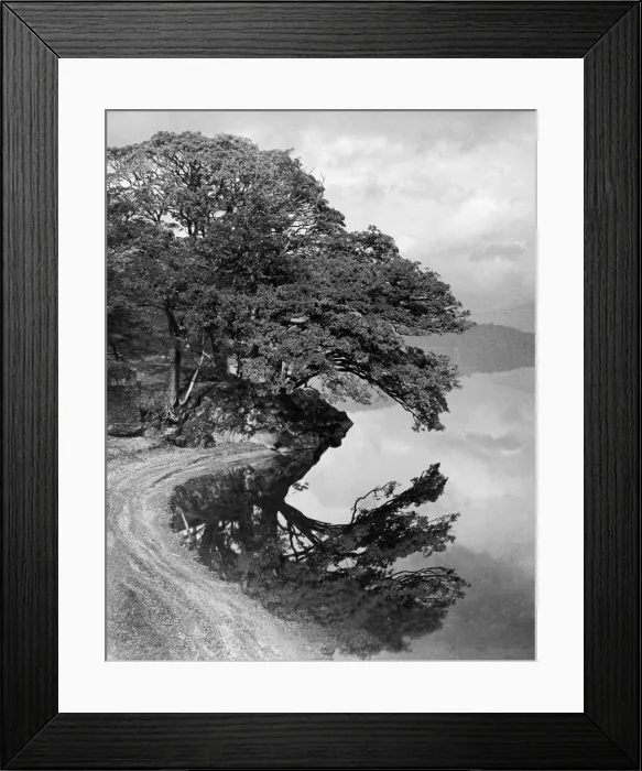 Framed Print : Tree reflected in the still waters of Loch Lomond near Luss. 31st October 1953 Framed Print : Tree reflected in the still waters of Loch Lomond near Luss. 31st October 1953