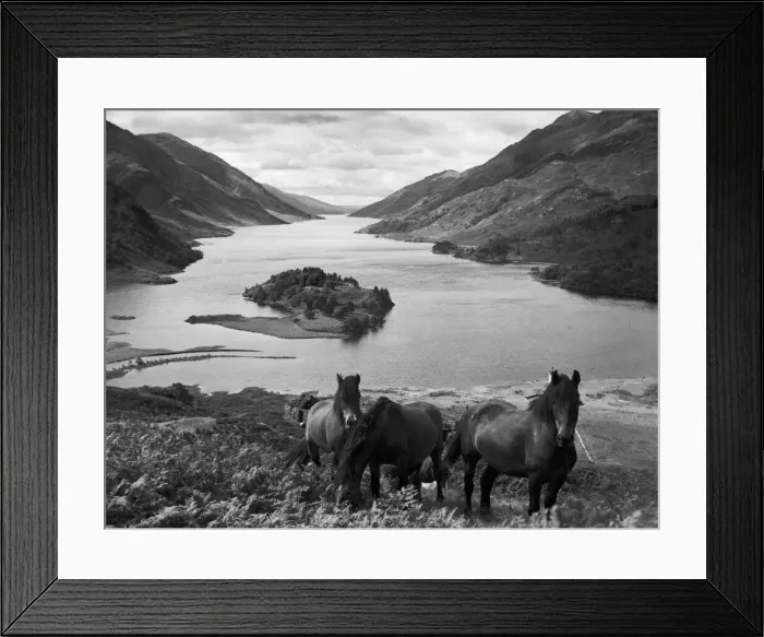Framed Print : Highland ponies on top of the Tor Choicht plateau, 500 feet above Loch Shiel Framed Print : Highland ponies on top of the Tor Choicht plateau, 500 feet above Loch Shiel