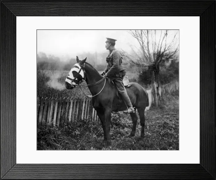 Framed Print : A British Cavalry Scout on alert. This image shows the care our men take of their horses Framed Print : A British Cavalry Scout on alert. This image shows the care our men take of their horses