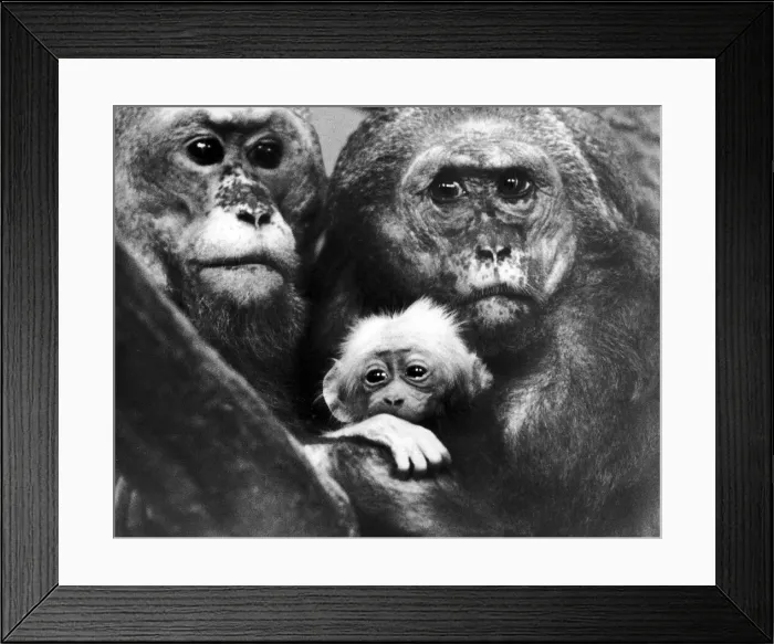 Framed Print : Looking out on the world for the first time, is this baby stump tailed Maraque monkey Framed Print : Looking out on the world for the first time, is this baby stump tailed Maraque monkey