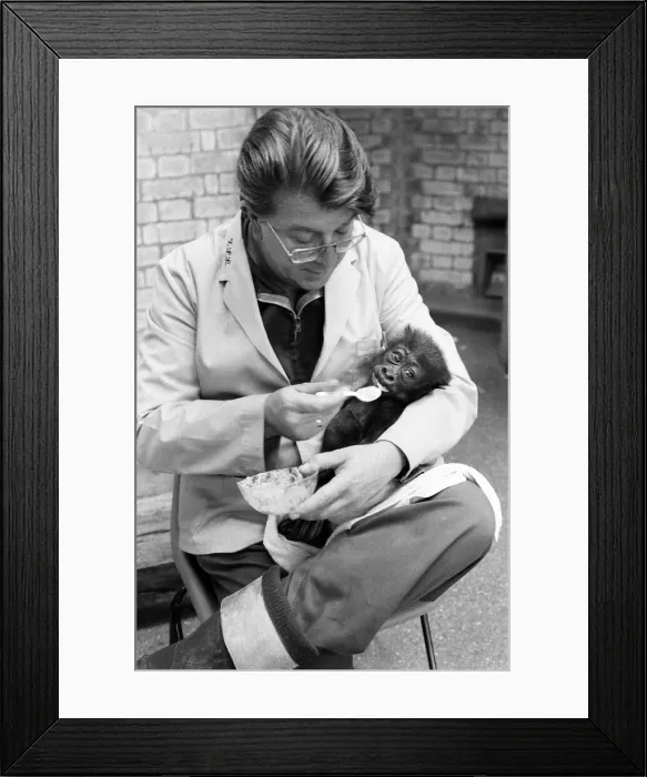 Framed Print : Feeding time for Salome, Baby Gorilla, aged 8 weeks old, fed by Keeper Framed Print : Feeding time for Salome, Baby Gorilla, aged 8 weeks old, fed by Keeper