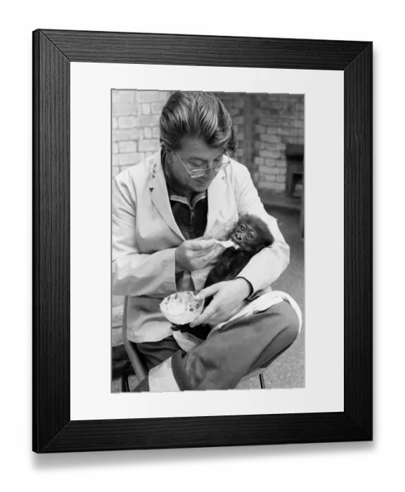 Framed Print : Feeding time for Salome, Baby Gorilla, aged 8 weeks old, fed by Keeper Framed Print : Feeding time for Salome, Baby Gorilla, aged 8 weeks old, fed by Keeper