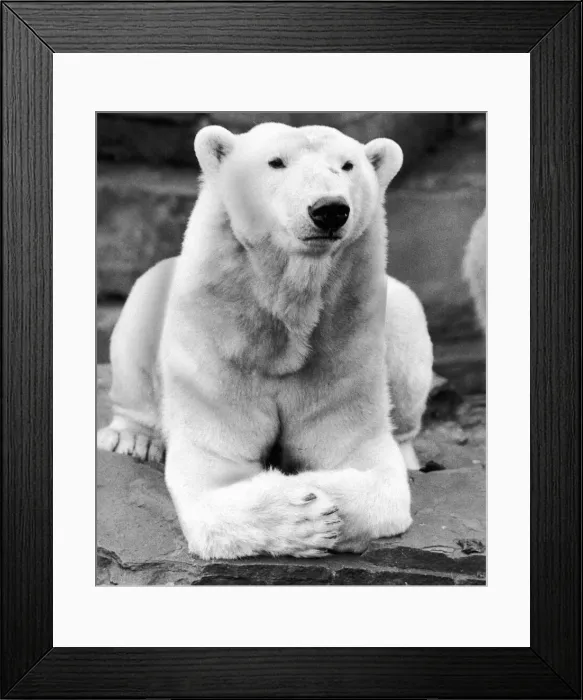 Framed Print : Life can be such a bore when you re on the inside looking out Framed Print : Life can be such a bore when you re on the inside looking out