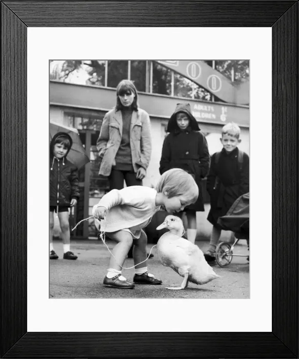 Framed Print : Lisa Kay says goodbye to Pip her pet white duck. Forever since Pip was a ball of yellow Framed Print : Lisa Kay says goodbye to Pip her pet white duck. Forever since Pip was a ball of yellow