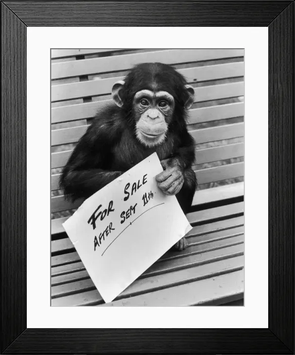 Framed Print : One of the Belle Vue Chimps holds a for sale sign after it was announced that the Zoo