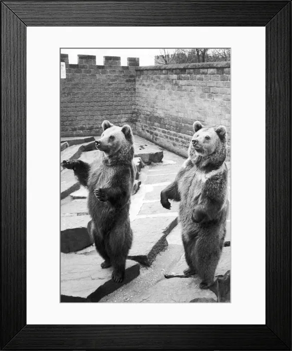 Framed Print : The European Brown Bears at Belle Vue Zoo, Manchester, seen here begging for food
