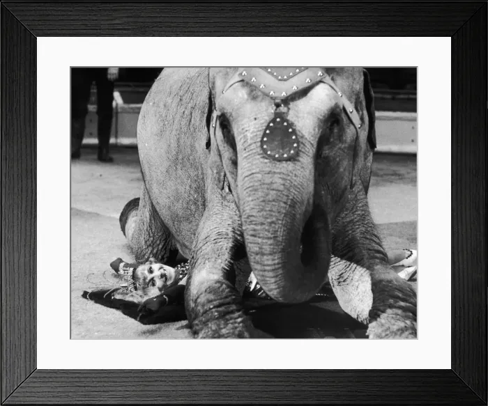 Framed Print : One of the performing Elephants of the Bell Vue Circus seen here during rehearsal kneeing Framed Print : One of the performing Elephants of the Bell Vue Circus seen here during rehearsal kneeing