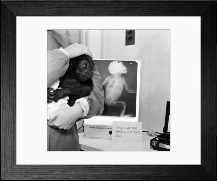 Framed Print : Salome, Baby Gorilla, tips the scales at 8lbs 12ozs, during routine checkup at London Zoo Framed Print : Salome, Baby Gorilla, tips the scales at 8lbs 12ozs, during routine checkup at London Zoo