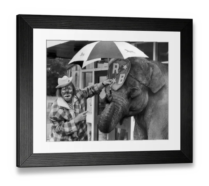 Framed Print : Jack Fossett and Maureen the elephant at Belle Vue to promote the 1989 Belle Vue Circus Framed Print : Jack Fossett and Maureen the elephant at Belle Vue to promote the 1989 Belle Vue Circus