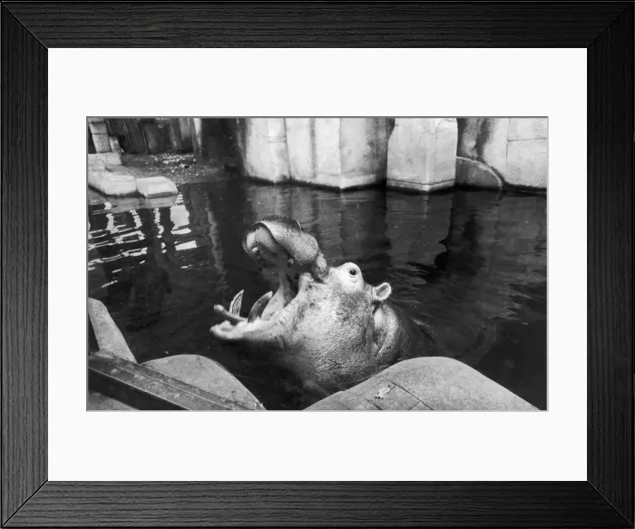 Framed Print : Hercules takes a last dip in his pool at Belle Vue before moving to Cleethorpes Zoo 14th
