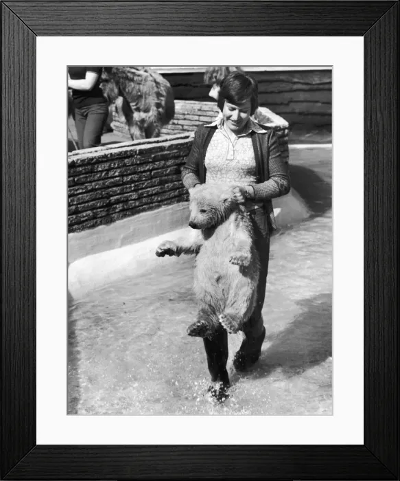 Framed Print : Four months ago this cuddly Polar Bear was given the cold shoulder by its mother Framed Print : Four months ago this cuddly Polar Bear was given the cold shoulder by its mother