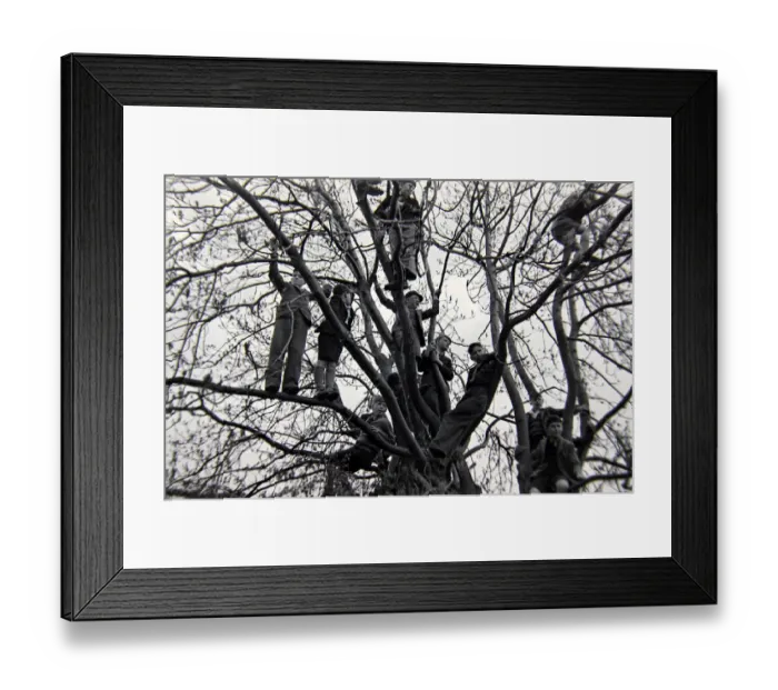 Framed Print : Boys up in the trees at Hallorton 22nd April 1946 Framed Print : Boys up in the trees at Hallorton 22nd April 1946