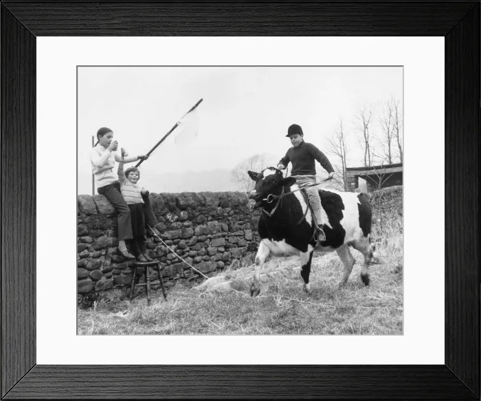 Framed Print : Animals Children with Cows. 1st March 1971 Framed Print : Animals Children with Cows. 1st March 1971