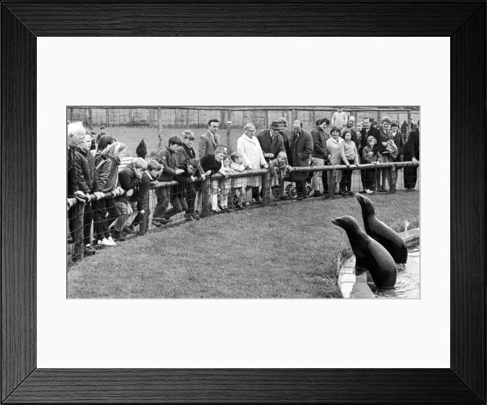 Framed Print : The sea lions at Coventry Zoo attracted large crowds over the Whitsun bank holiday