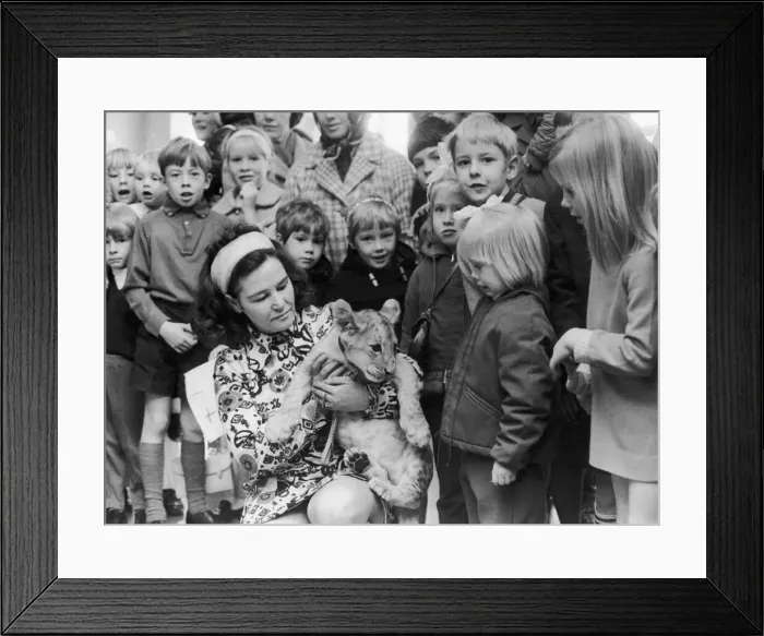 Framed Print : Mrs Maureen Waite, of Coventry Zoo holds Richard the lion cub after he had opened a Framed Print : Mrs Maureen Waite, of Coventry Zoo holds Richard the lion cub after he had opened a