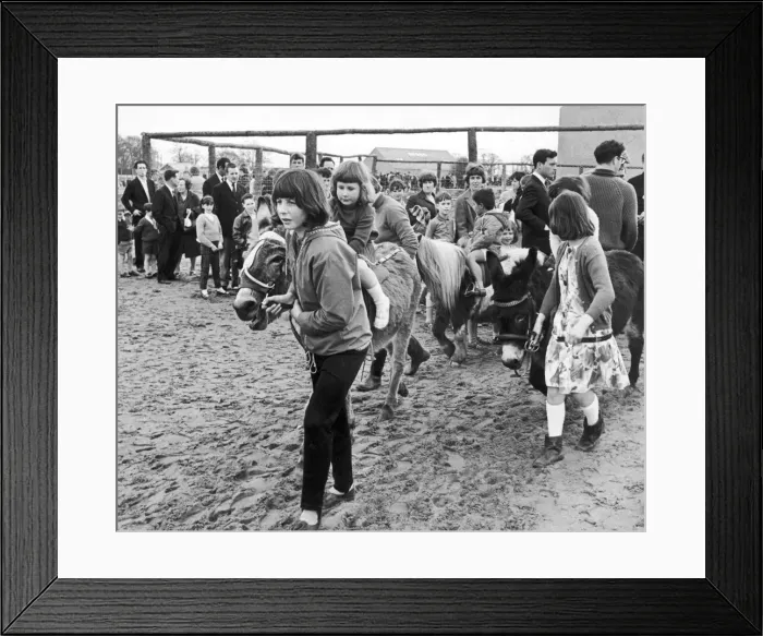 Framed Print : Easter Monday at Coventry Zoo. The pony rides were popular drawing the longest queues Framed Print : Easter Monday at Coventry Zoo. The pony rides were popular drawing the longest queues