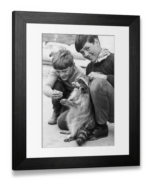 Framed Print : Ricky the racoon is tempted by Graham and Brian Clews at Grandborough farm Southam