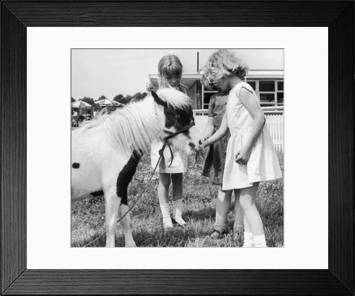 Framed Print : Pinocchio three years old and 29in high is one of the smallest ponies in the country Framed Print : Pinocchio three years old and 29in high is one of the smallest ponies in the country