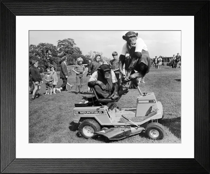 Framed Print : The Chimps at Southam Zoo up to their old tricks again as they help to mow the grass Framed Print : The Chimps at Southam Zoo up to their old tricks again as they help to mow the grass