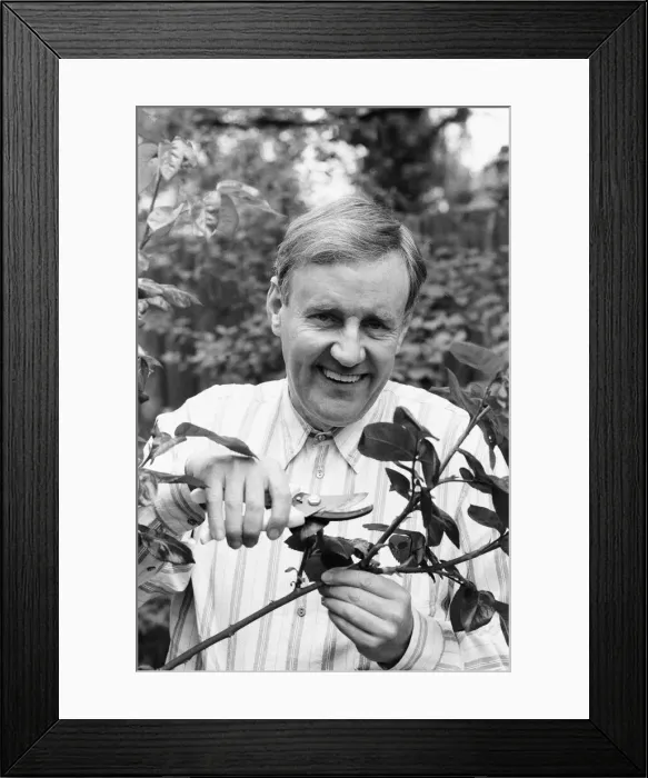 Framed Print : Actor Richard Briers seen here in the garden pruning roses at his West London home