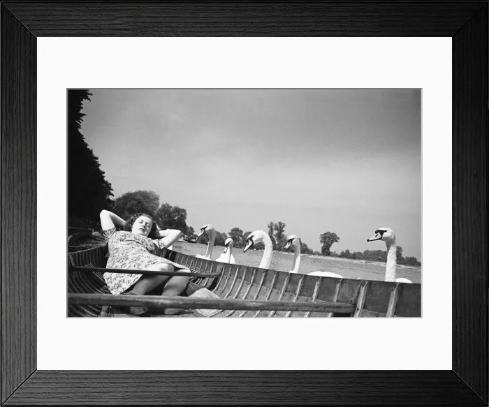 Framed Print : Swans on the River Thames circa August 1946. 25th August 1946 Framed Print : Swans on the River Thames circa August 1946. 25th August 1946