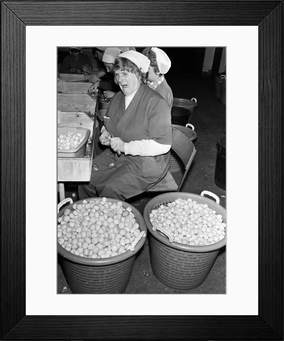 Framed Print : Pickled Onion Factory workers hard at work with tears in their eyes. July 5th 1978 Framed Print : Pickled Onion Factory workers hard at work with tears in their eyes. July 5th 1978