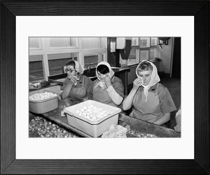 Framed Print : Pickled Onion Factory workers hard at work with tears in their eyes. July 5th 1978 Framed Print : Pickled Onion Factory workers hard at work with tears in their eyes. July 5th 1978
