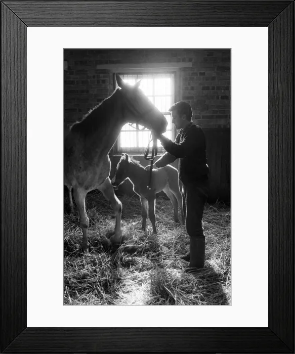 Framed Print : Stables at Newmarket. 3rd March 1965 Framed Print : Stables at Newmarket. 3rd March 1965
