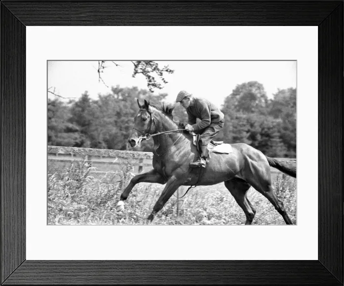 Framed Print : Racehorse Nijinsky at Vincent O Briens Baldoyle Stables during a training Framed Print : Racehorse Nijinsky at Vincent O Briens Baldoyle Stables during a training