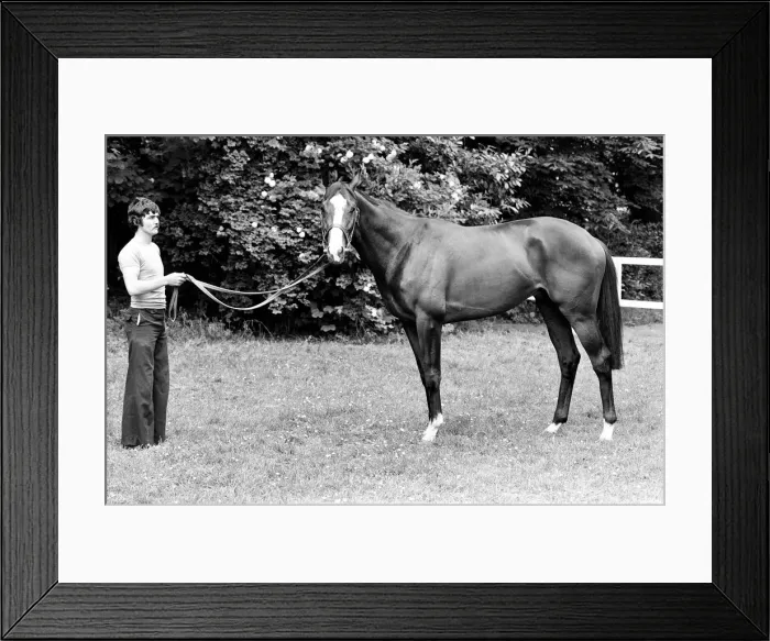 Framed Print : Derby winning racehorse Shergar at stables. 6th June 1981 Framed Print : Derby winning racehorse Shergar at stables. 6th June 1981